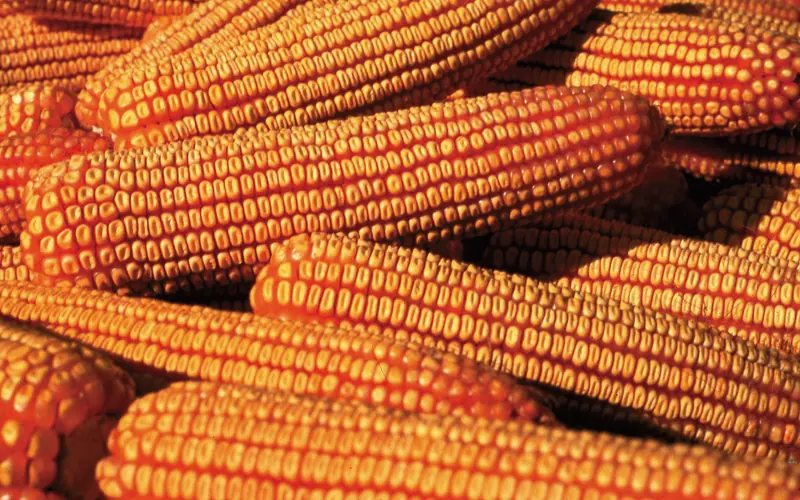 Ears of dried yellow dent corn piled close together