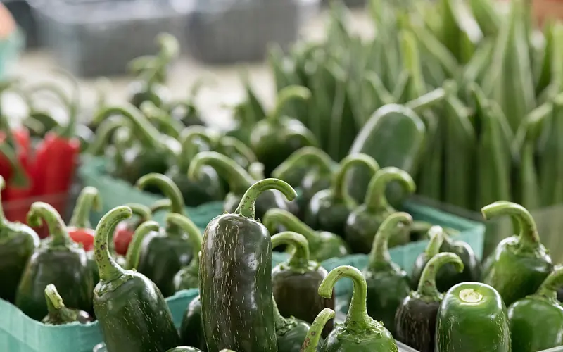 Green chile peppers in market baskets, with red peppers behind