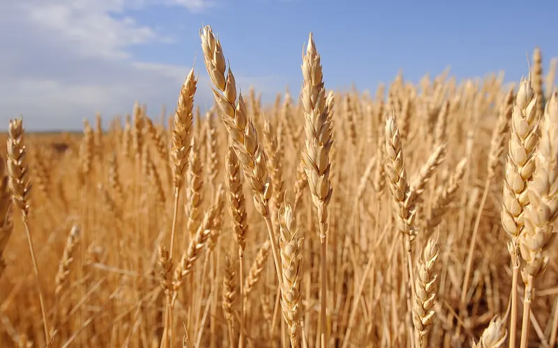Ripe golden wheat heads against a blue sky